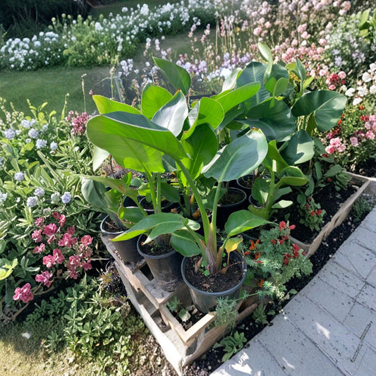 Giant Bird of Paradise – Strelitzia nicolai Live Tropical Plant | 1 Foot Tall | Ships in 6” Pot  Large Tropical Foliage | Statement Indoor Plant | Patio Accent