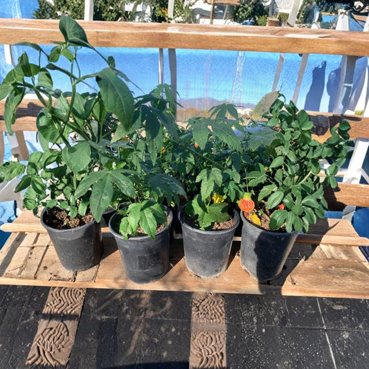 Abutilon ‘Tiger Eye’ – Abutilon hybrid Live Flowering Plant | 1 Foot Tall | Shipped in 1 Gallon Pot  Trailing Lantern Flower | Orange Veined Blooms | Patio & Container Favorite