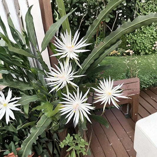 Epiphyllum Hookeri ‘Strictum’ Cuttings – 4 Pack 6–10 Inch | White Night Blooming Orchid Cactus | Fragrant Tropical Plant