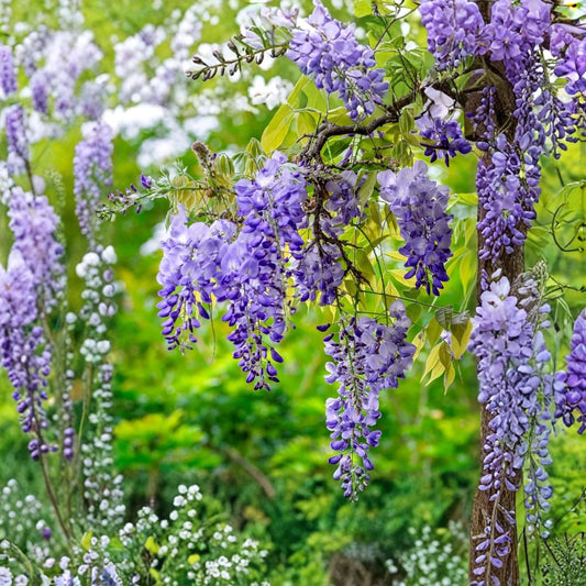 Wisteria Live Plants – 2 Rooted Bare Root Vines | 6–12 Inch Plants | Fast Growing Climbing Flower Vine | Hardy Garden Plant
