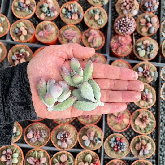 Cotyledon Orbiculata Cuttings – Rare Succulent Cuttings | Set of 3 | Paddle Leaf Succulent | No Root Clippings | Indoor & Garden Decor Plant