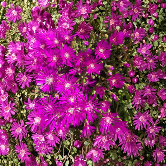 Creeping Ice Plant Cuttings Set of 5 | Purple Pink Ground Cover Succulent | Drought Tolerant Delosperma | Easy to Grow | No Pot