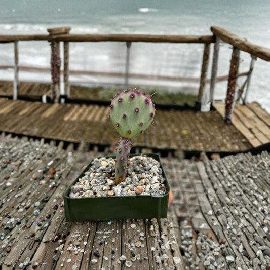 Purple Prickly Pear – Rare Opuntia Cactus Live Plant | 3 Inch Pot | Deep Purple Pads  Colorful Desert Succulent | Easy Care Cactus | Collector Favorite