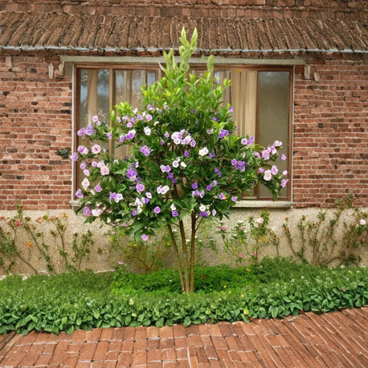 Brunfelsia ‘Floribunda’ – Yesterday Today and Tomorrow Live Flowering Shrub | 1–2 Feet Tall | Ships in 3 Gallon Pot  Color-Changing Blooms | Fragrant Flowers | Tropical Garden Favorite
