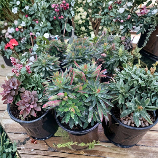 Euphorbia ‘Tiny Tim’ – Euphorbia martinii Live Evergreen Perennial | Compact Plant | Shipped in 1 Gallon Pot  Drought Tolerant Shrub | Chartreuse Spring Blooms | Modern Landscape Accent
