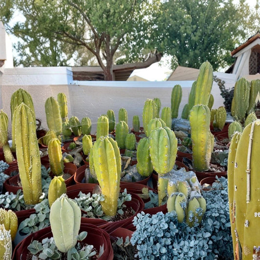 Echinopsis Cactus Plant – Rooted Starter Cactus | 1–4 Inch Growth | Ornamental Desert Plant | Easy Care Succulent | Indoor & Outdoor