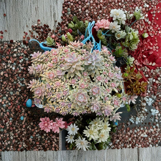 Ghost Plant Succulent Cuttings – Graptopetalum paraguayense “Mother of Pearl” | 4 Live Unrooted Cuttings | Pink Succulent | Easy to Grow