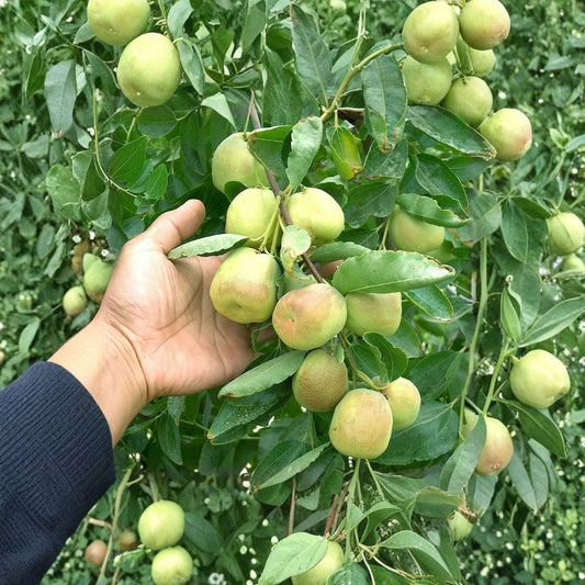 Shanxi Li Jujube Tree Cuttings Set of 4 | Ziziphus Jujuba Scion Wood 10+ Inch | Sweet Fruit Tree | Grafting Scions | No Pot