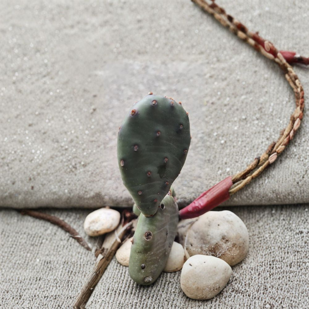 Winter Hardy Prickly Pear Cactus – Opuntia 2 Unrooted Pads | Approx. 3 Inches | Cold Hardy  Zone 4 Cactus | Yellow Blooming | Easy Outdoor Grower