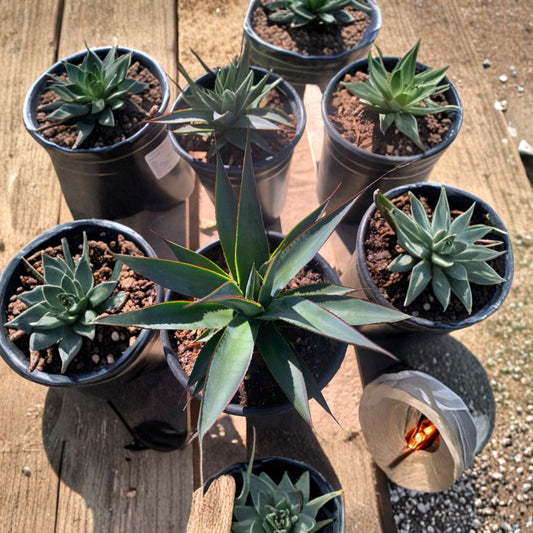 Agave ‘Blue Glow’ – Agave attenuata × ocahui Live Succulent Plant | 4–6 Inches Tall | Shipped in 1 Gallon Pot  Architectural Desert Plant | Blue-Green Rosette | Drought Tolerant Accent