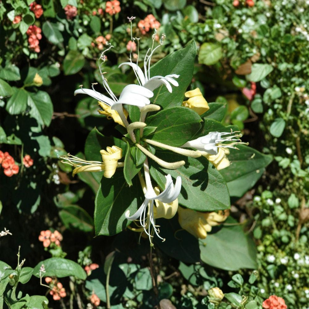 Lonicera japonica ‘Halliana’ – Hall’s Honeysuckle Live Fragrant Vine | 1–2 Feet Tall | Ships in 6” Pot  Cream to Yellow Blooms | Vigorous Twining Vine | Erosion Control Plant