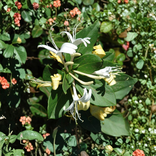 Lonicera japonica ‘Halliana’ – Hall’s Honeysuckle Live Fragrant Vine | 1–2 Feet Tall | Ships in 6” Pot  Cream to Yellow Blooms | Vigorous Twining Vine | Erosion Control Plant