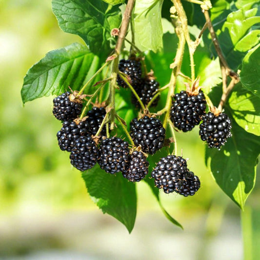 Organic Blackberry Cuttings – 5 Unrooted Plant Cuttings | Rubus allegheniensis Wild Berry Propagation | Easy Grow Fruit Plant