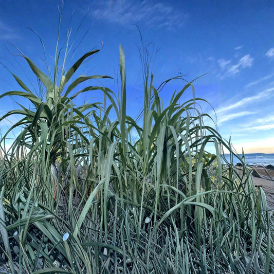 Sugarcane Cuttings – 4 Large 12 Inch Heirloom Cane | Fresh Cut to Order | Fast Growing Tropical Plant | Edible Garden Starter | Privacy Screen