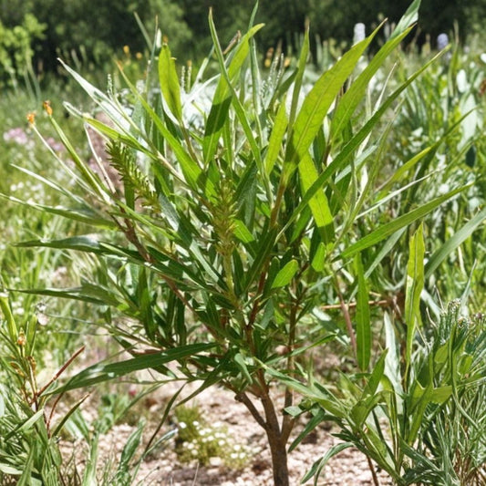 Sandbar Willow Cuttings – Salix exigua Live Cuttings | Set of 10 | Coyote Willow for Erosion Control & Landscaping | Fast Growing Native Plant