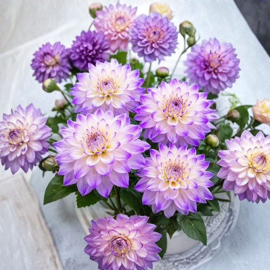 Ferncliff Illusion Dahlia Tubers – Dinnerplate Dahlia Bulbs | Soft Lavender & Cream Blooms | Set of 3 | Cut Flower Garden | Easy to Grow