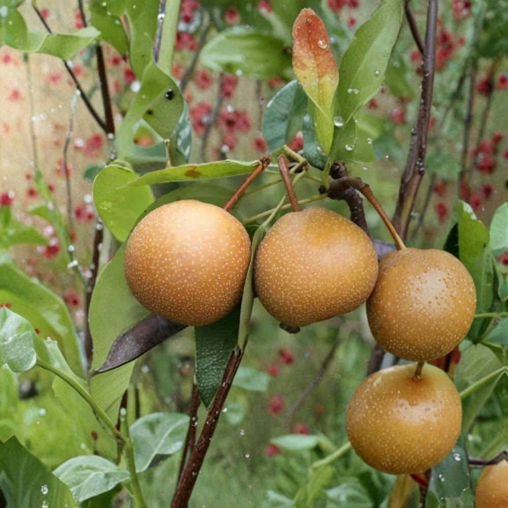 Niitaka Pear – Asian Pear Variety 25+ Seeds | USA Sourced | Home Garden Planting  Grow Your Own Fruit Tree | Sweet Juicy Pear | Backyard Orchard