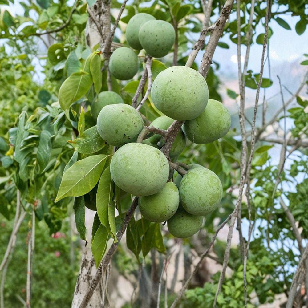 White Sapote ‘McDill’ – Casimiroa edulis Grafted Live Tree | 1–2 Feet Tall | Ships in 3 Gallon Pot  Large Sweet Fruit | Early Bearing Variety | Rare Tropical Tree