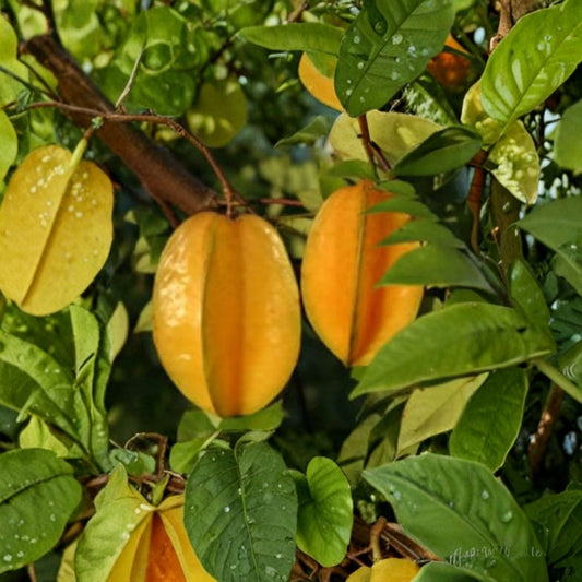 Carambola / Star Fruit Tree – Averrhoa carambola Live Grafted Tree | 1–2 Feet Tall | Shipped in 6 Inch Pot  Tropical Fruit Tree | Sweet Citrus Flavor | Prolific Producer