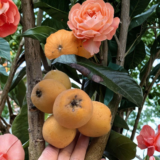 Tori White Loquat Scions – 3 Pack Grafting Cuttings | Sweet Premium Loquat Variety | Eriobotrya japonica