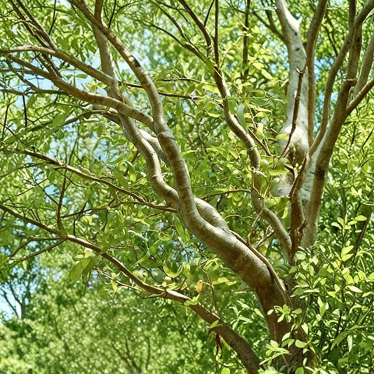 Corkscrew Willow Cuttings – Salix matsudana Live Unrooted | Set of 10 | Curly Willow Branches | Fast Growing Tree | Easy to Root
