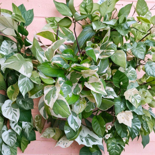 N’Joy Pothos Cuttings Set of 3 | Epipremnum Aureum Variegated Plant | Easy Water Propagation | Indoor Houseplant | No Pot