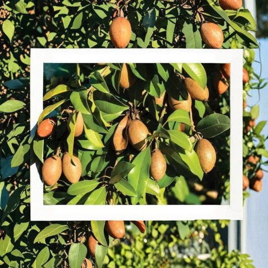 Sapodilla ‘Alano’ – Manilkara zapota Grafted Live Tree | 2–3 Feet Tall | Ships in 3 Gallon Pot  Sweet Tropical Fruit | Compact Growth | Premium Variety