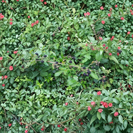 Wild Blackberry Plants – Rubus fruticosus Live Bare Root | Set of 3 Heirloom Berry Bushes | Edible Fruit Garden Plant