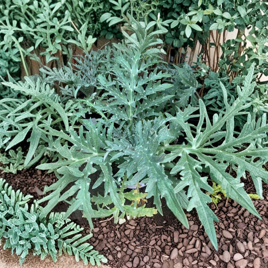 Green Globe Artichoke – Cynara scolymus Live Starter Plant | 4 Inches Tall | Shipped in 3 Inch Pot  Heirloom Vegetable | Edible Flower Buds | Garden & Container Friendly