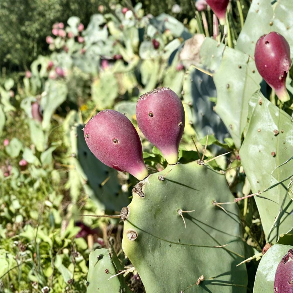 Opuntia stricta – Prickly Pear Cactus 50 Seeds | Yellow Flowering | Edible Fruit  Drought Tolerant Cactus | Xeriscape Plant | Easy to Grow