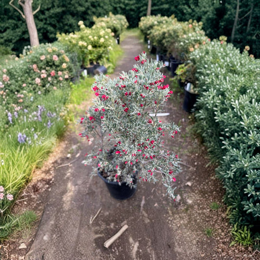 Grevillea lavandulacea ‘Penola’ – Grevillea lavandulacea Live Evergreen Shrub | 1 Foot Tall | Shipped in 1 Gallon Pot  Rose Tubular Flowers | Fall to Spring Bloomer | Drought Tolerant Accent