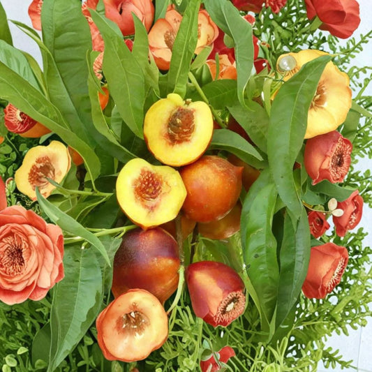 Double Delight Nectarine – Prunus persica var. nucipersica Live Fruit Tree | 3 Feet Tall | Ships in 2 Gallon Grow Bag  Sweet-Tart Freestone Fruit | Double Pink Blossoms | Self-Fruitful Tree
