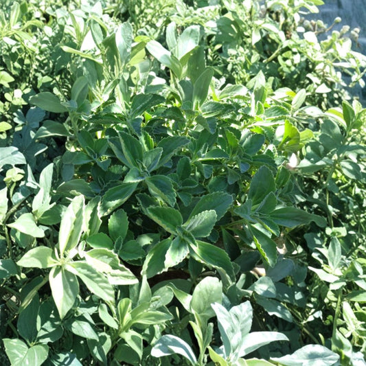 Cuban Oregano Cuttings – Plectranthus amboinicus 10 Pack | 6 Inch Fragrant Herb Plant | Easy Grow Mint-Like Flavor