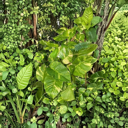 Golden Queen Pothos Cuttings Set of 6 | Variegated Epipremnum Aureum | Giant Golden Pothos | Easy Indoor Plant | Free Shipping