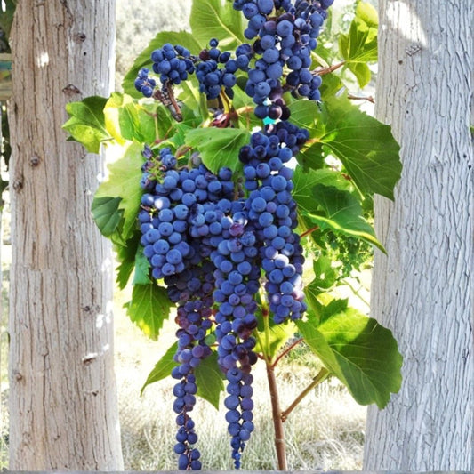Frontenac Grape Vine Cuttings – 5 Organic Unrooted Cuttings | Cold Hardy Wine Grape | Red & Rosé Variety | Fast Growing Vineyard Starter