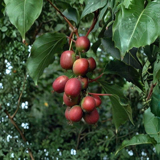 Hardy ‘Ken’s Red’ Kiwi – Actinidia arguta Live Hardy Kiwi Vine | 1–2 Feet Tall | Shipped in 6 Inch Pot  Cold Hardy Fruit Vine | Smooth Red Skin | Prolific Backyard Producer