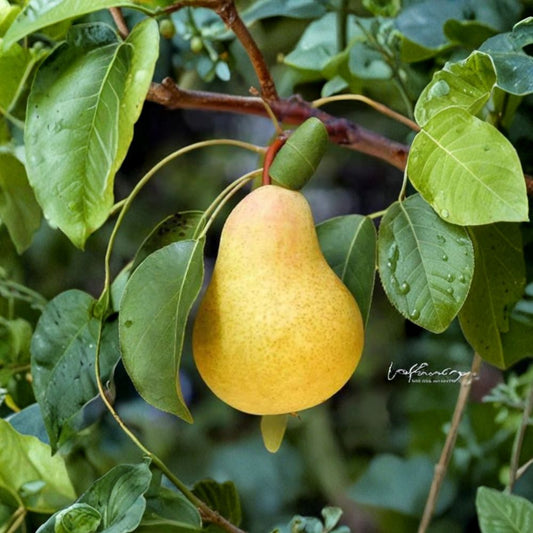 Kieffer Pear – Pyrus communis Live Fruit Tree | 4 Feet Tall | Ships in 3 Gallon Pot  Heavy Producer | Sweet Crisp Fruit | Strong Established Trunk