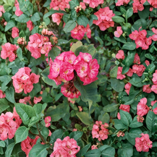 Crown of Thorns Cutting – Euphorbia milii Thai Hybrid | 10 Inch Live Cutting | Pink Variety | Succulent Plant | Easy to Root