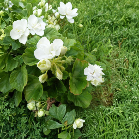 Zonal Geranium Cuttings – Americana White Pelargonium | 5 Unrooted 4–5 Inch Cuttings | Organic Flower Plant | Easy Propagation | Garden Favorite