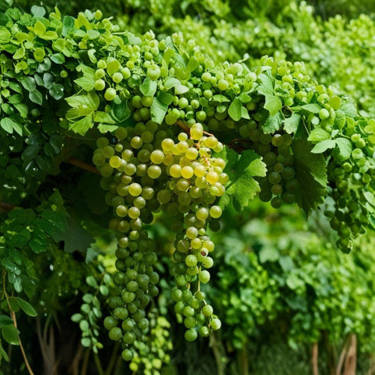 Seedless Grape Vine Cutting – 15 Inch Live Cutting | Sweet Small Fruit Grape Plant | Backyard Garden Starter