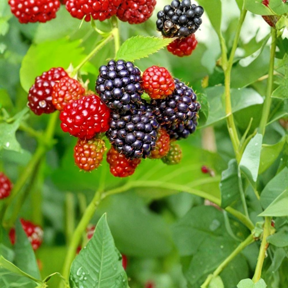 Osage Thornless Blackberry Plants – Set of 4 Live Starters | 4–10 Inches Tall | Sweet Berry Bush | Backyard Fruit Garden | Easy to Grow