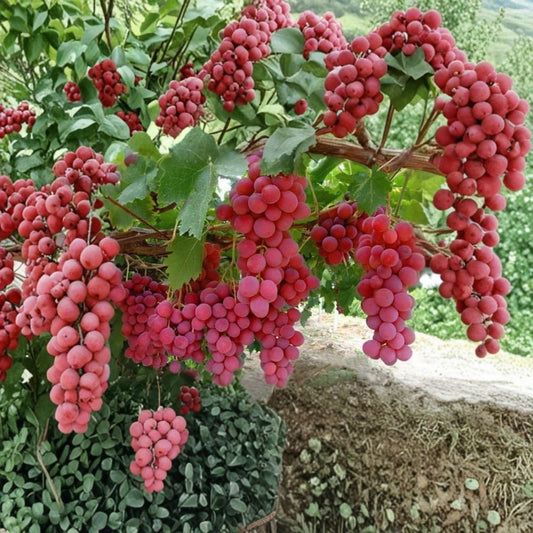 Mixed Grape Cuttings – Pink & Blue Varieties Live Unrooted | Set of 10 | Hardy Fruit Vines | Easy to Root | Garden Starter