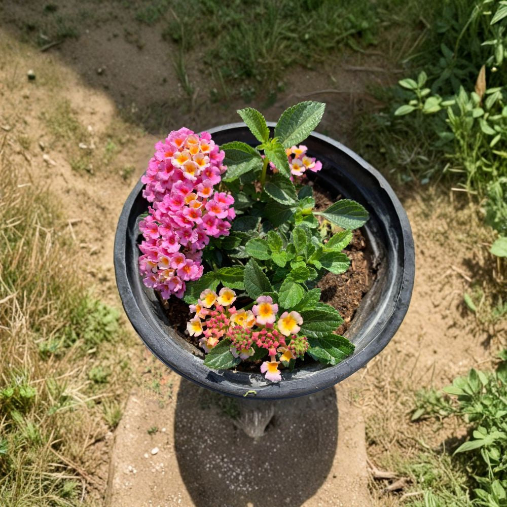 Lantana ‘Pink Improved’ – Lantana camara Live Flowering Plant | Ships in 6” Pot | Heat Loving Blooms  Bright Pink Flowers | Pollinator Friendly | Drought Tolerant