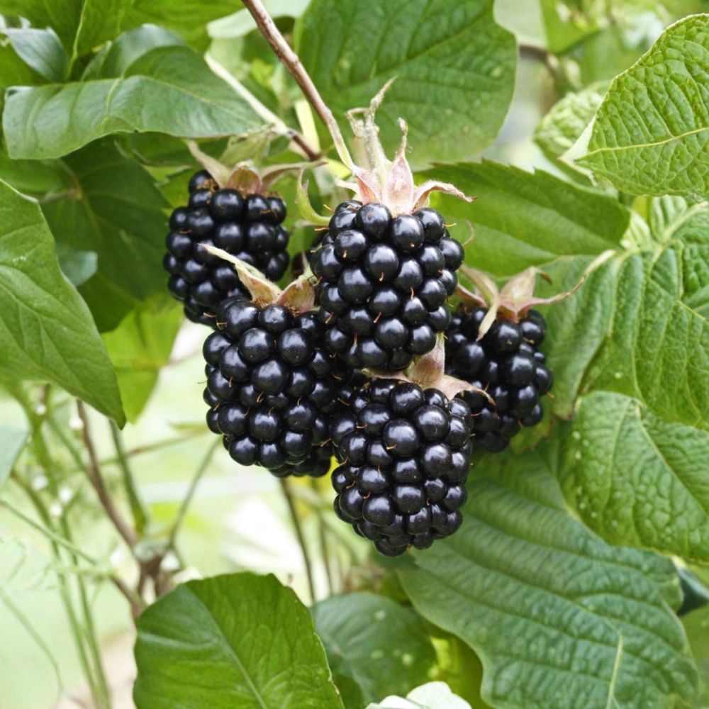 Set of 6 Chester Thornless Blackberry Plants – Live Berry Bush Starters | 4–6 Inches Tall | Soil-Wrapped Roots No Pot | Backyard Fruit Garden