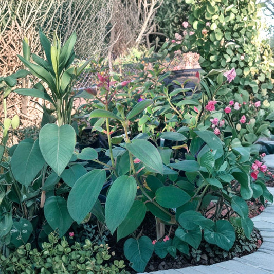 Princess Flower – Tibouchina urvilleana Live Tropical Shrub | 1 Foot Tall | Ships in 6” Pot  Deep Purple Blooms | Evergreen Shrub | Tropical Landscape Accent