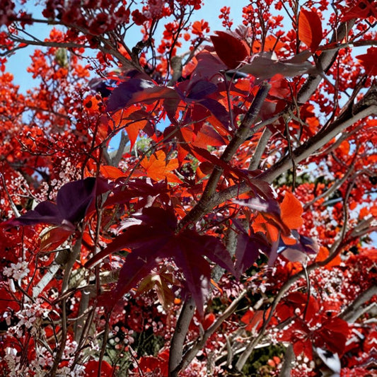 Japanese Red Maple Cuttings – Acer Palmatum | 6 Unrooted Stem Cuttings | Ornamental Red Foliage Tree | Bonsai Favorite | Easy Propagation