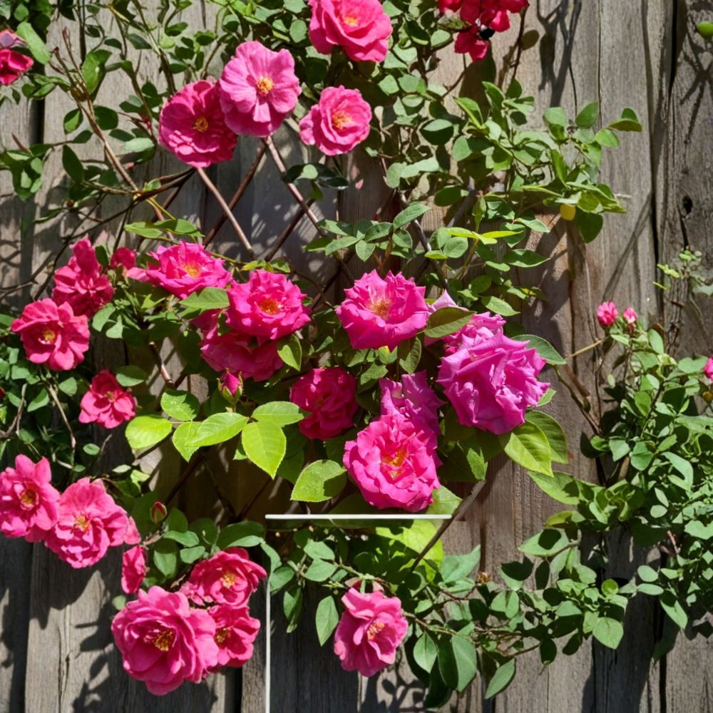 Zephirine Drouhin Rose Cuttings Set of 3 | Thornless Climbing Rose | Pink Fragrant Heirloom Rose | 5–8 Inch Cuttings | No Pot