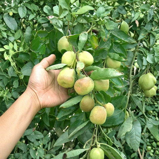 Shanxi Li Jujube Cuttings – 4 Scion Wood 10 Inch+ | Ziziphus jujuba | Grafting Scions No Root | Sweet Fruit Tree Propagation