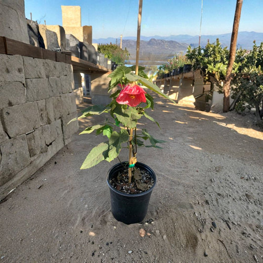 Abutilon ‘Watermelon Candy’ – Abutilon Hybrid Live Plant | 1 Foot Tall | Includes 1 Gallon Nursery Pot  Flowering Maple | Pink Bell-Shaped Blooms | Year-Round Color