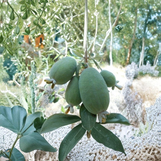 Pineapple Guava Cuttings Set of 3 | Feijoa sellowiana Scion Wood | Tropical Fruit Plant Starter | Edible Garden Shrub | No Pot